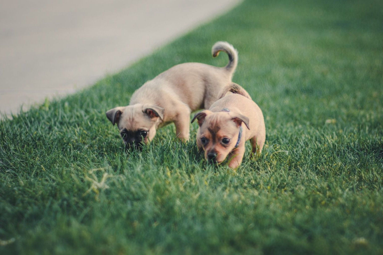 Two cute puppies playing on lush green grass outdoors, captured with Nikon D7100.
