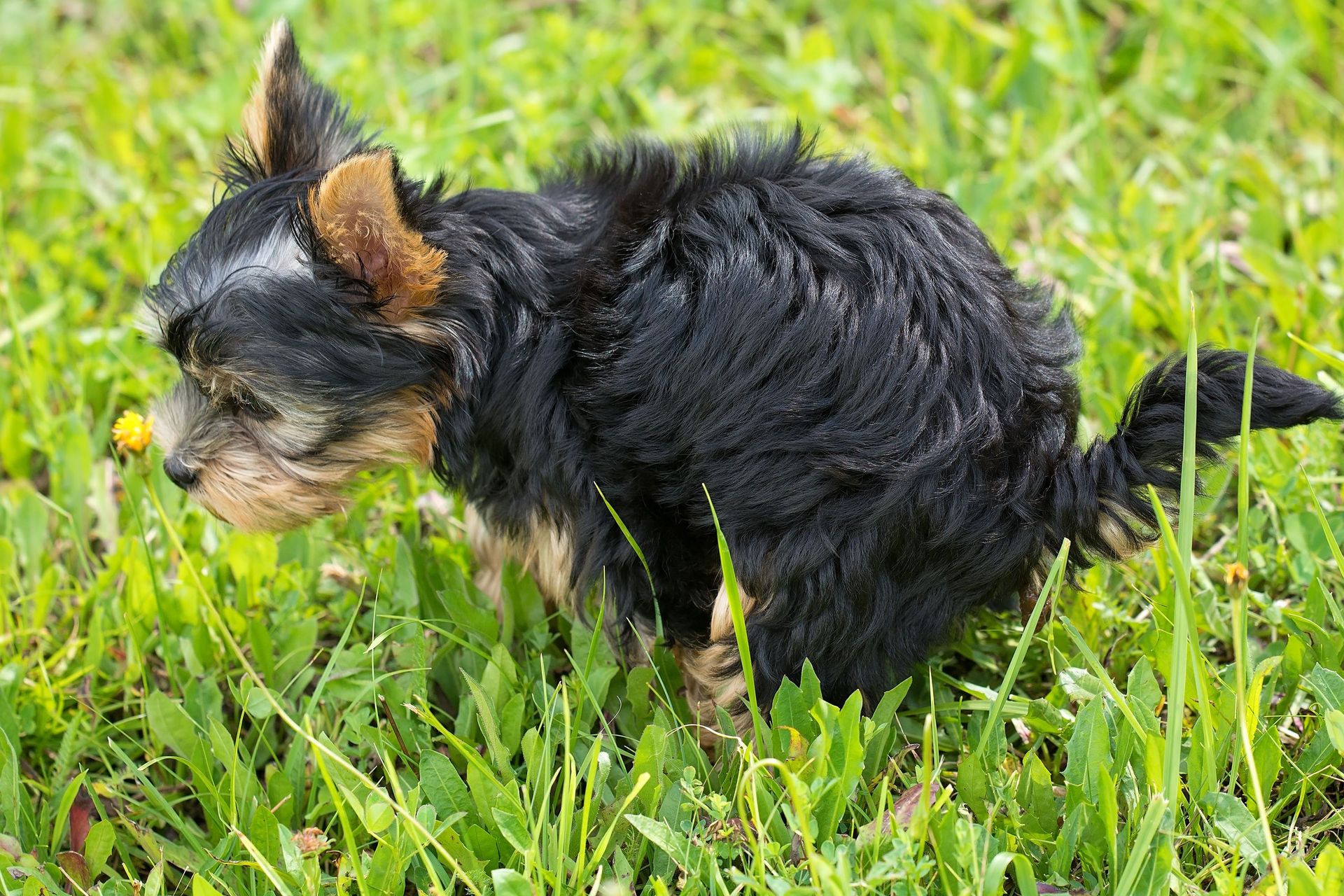 Adorable Yorkshire Terrier puppy exploring lush green grass outdoors on a sunny day.